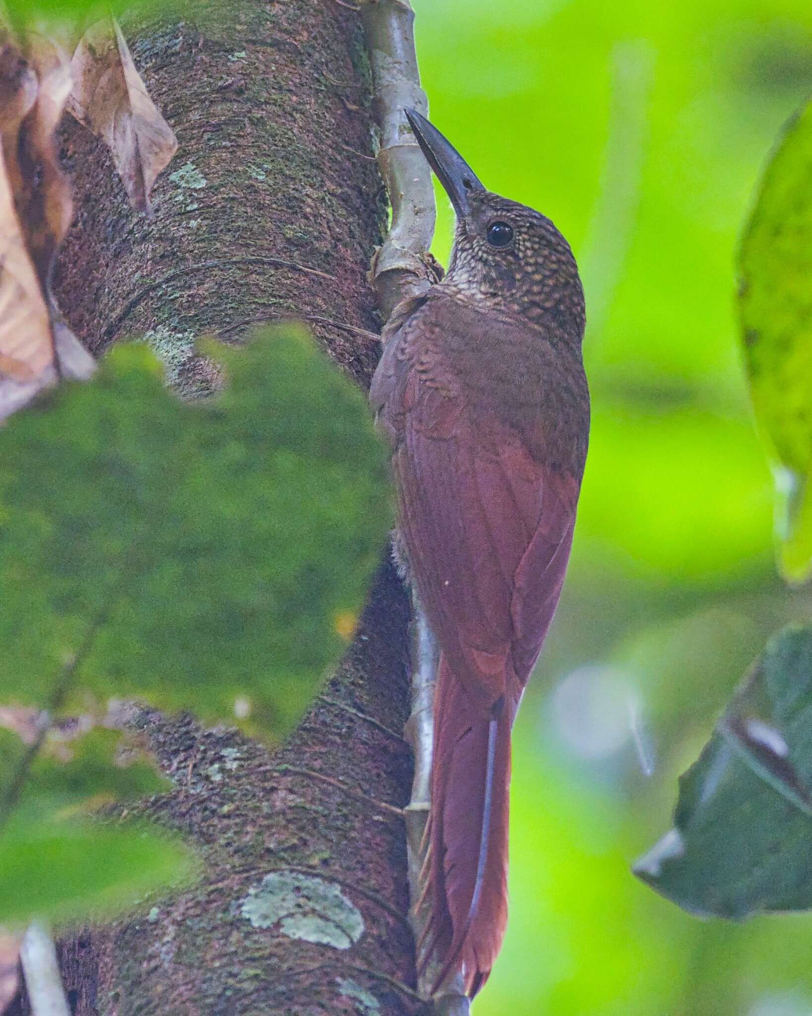 Слика од Dendrocolaptes certhia (Boddaert 1783)