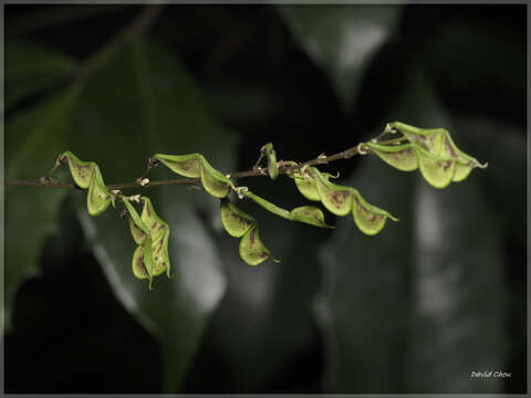 Image of Hylodesmum laterale (Schindl.) H. Ohashi & R. R. Mill