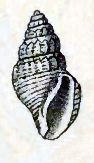 Image de Curtitoma trevelliana (W. Turton 1834)