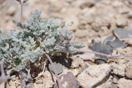 Sivun Astragalus tidestromii (Rydb.) Clokey kuva