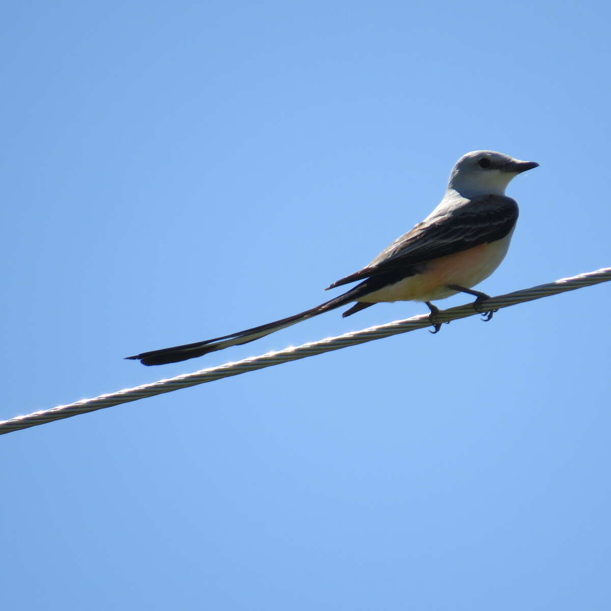 Image of Scissor-tailed Flycatcher