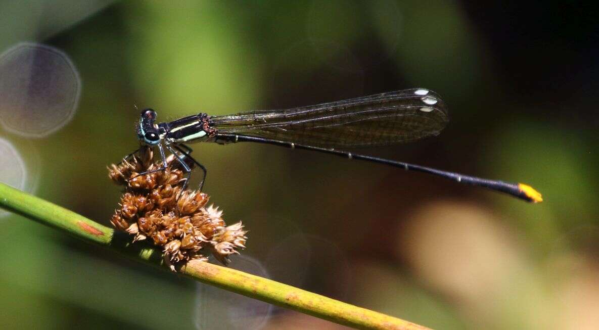 Sivun Allocnemis leucosticta Selys 1863 kuva