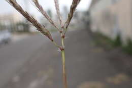 Image of medio bluestem