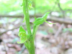 Image of Hooker's orchid