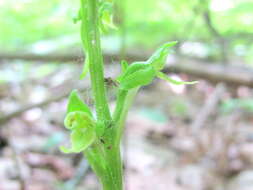 Imagem de Platanthera hookeri (Torr.) Lindl.