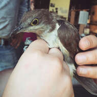 Image of Black-billed Cuckoo