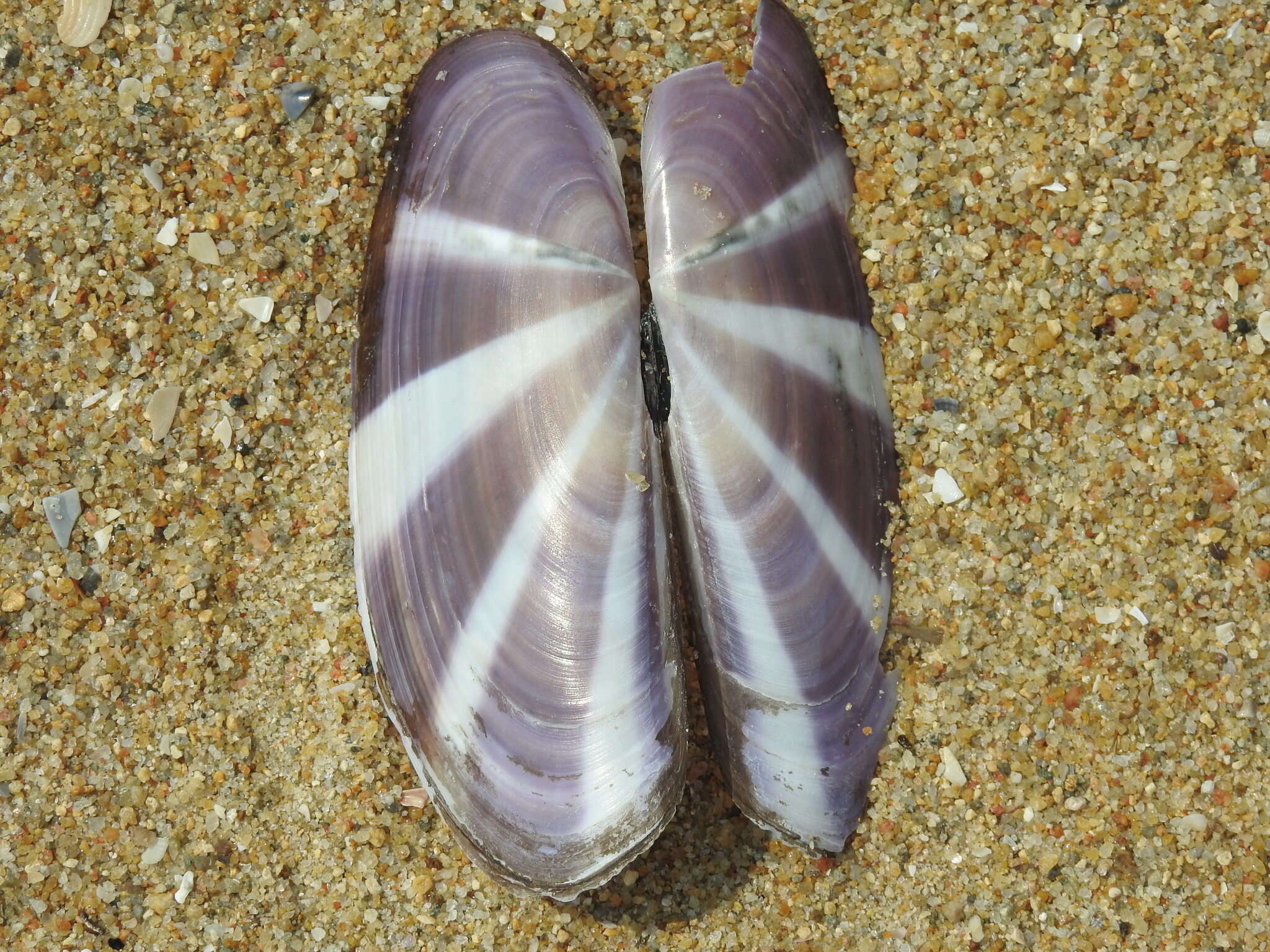 Image of sunset razor clam