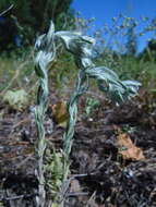 Image of field cudweed