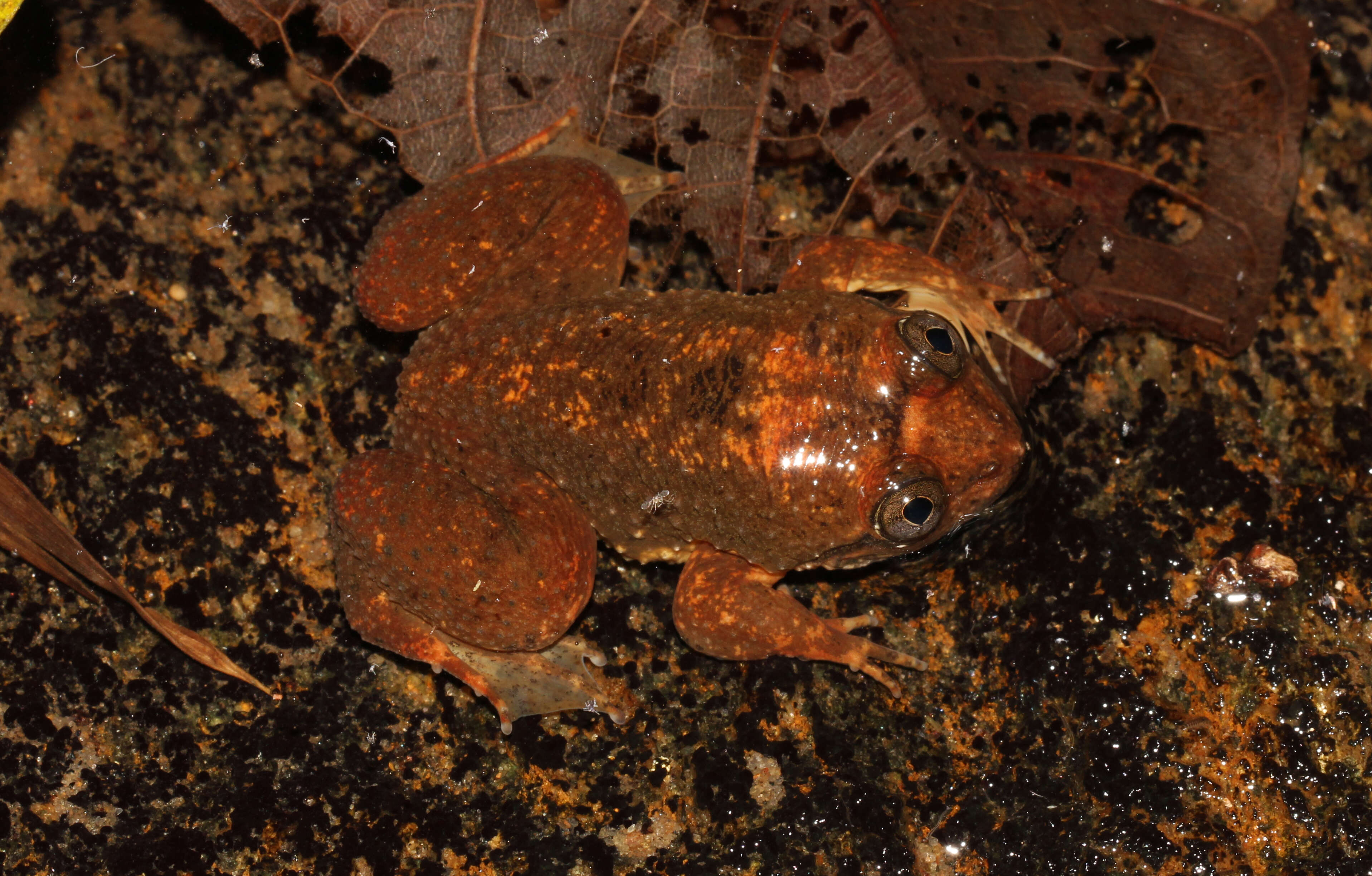 Image of Corrugated water frog