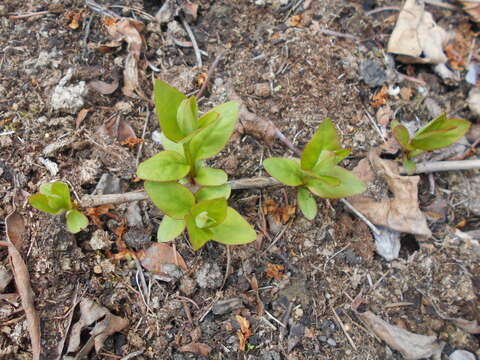 Image of white forsythia