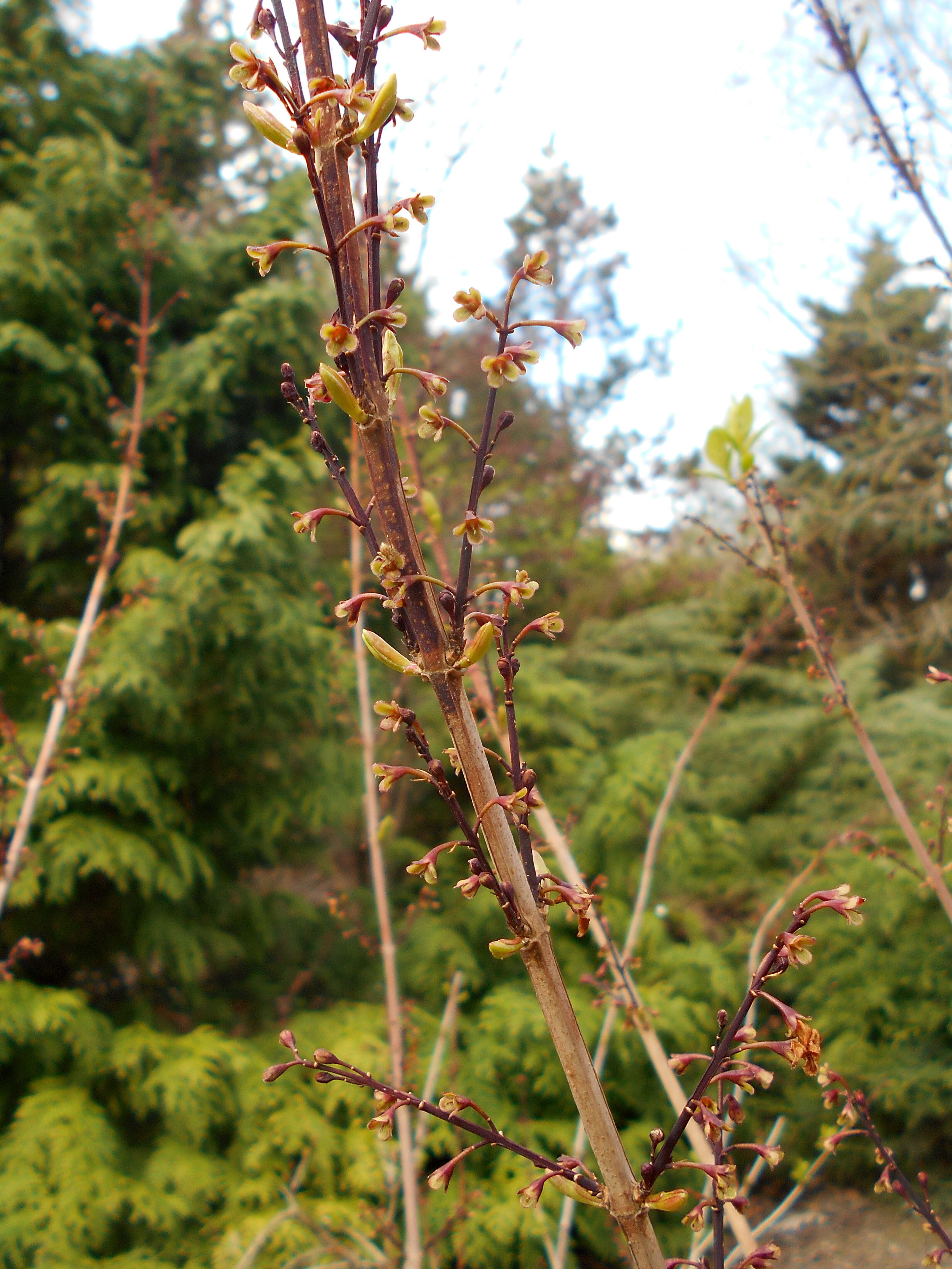 Image of Korean abeliophyllum