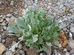 Image of silvery yarrow