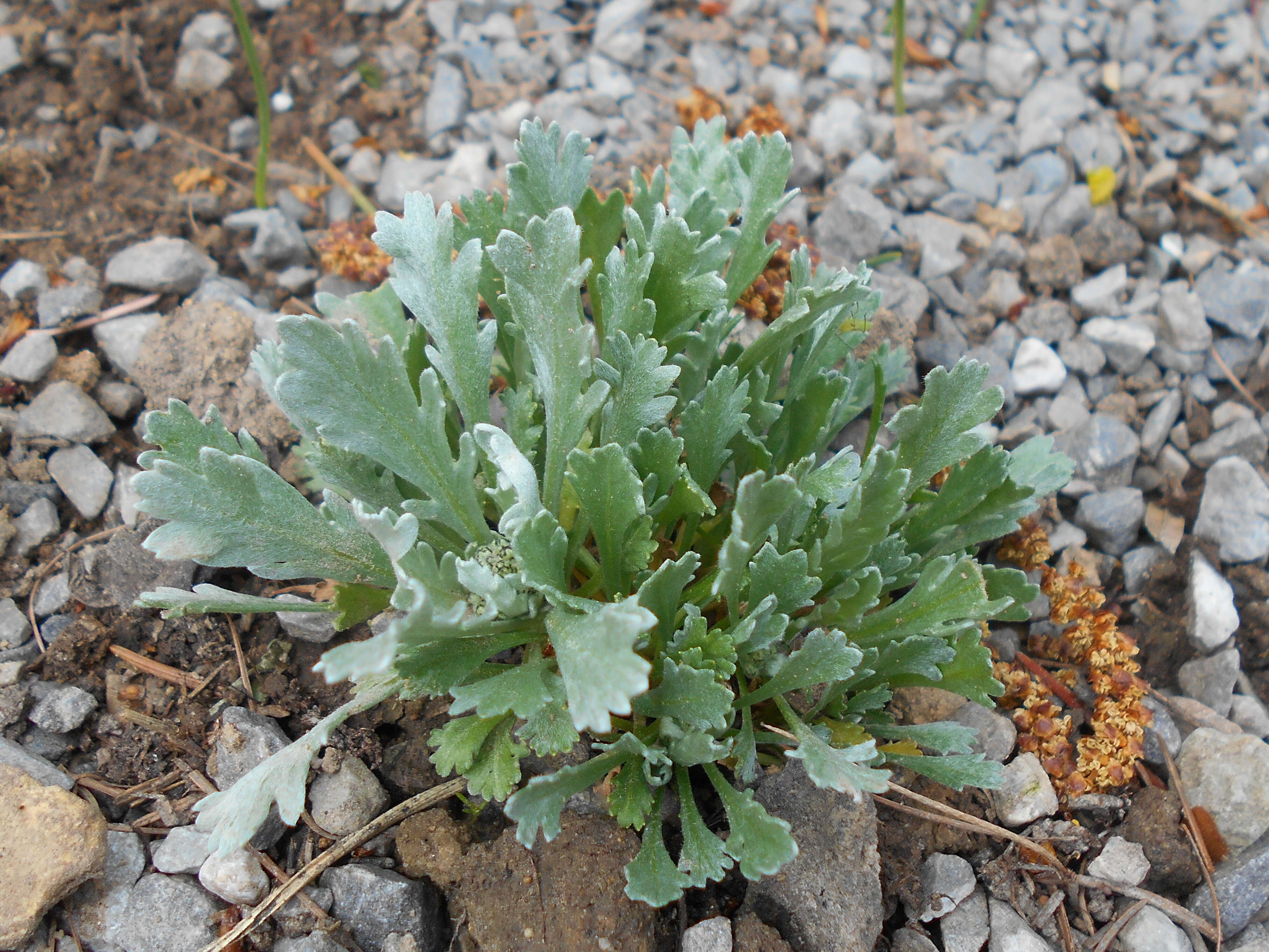 Achillea clavennae L. resmi