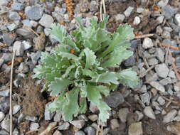 Achillea clavennae L. resmi