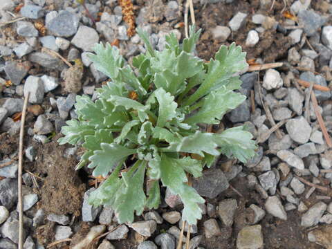 Image of Achillea clavennae L.