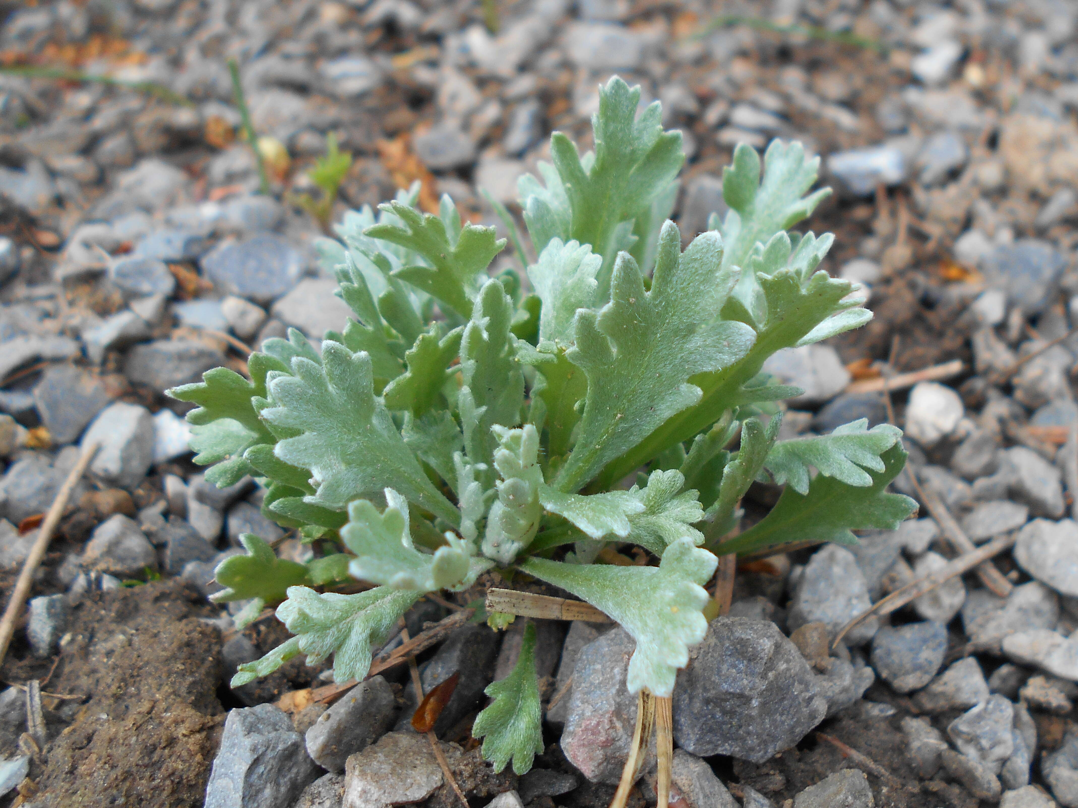 Achillea clavennae L. resmi