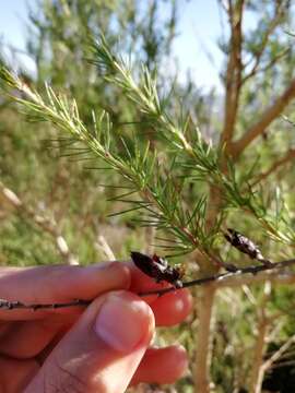 Image of Aspalathus uniflora L.