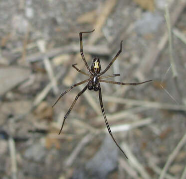 Image of Western Black Widow spider