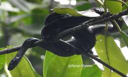 Image of Gold-ringed Cat Snake