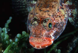 Image of Red-mouthed Goby