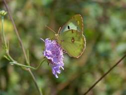 Imagem de Colias alfacariensis Ribbe 1905