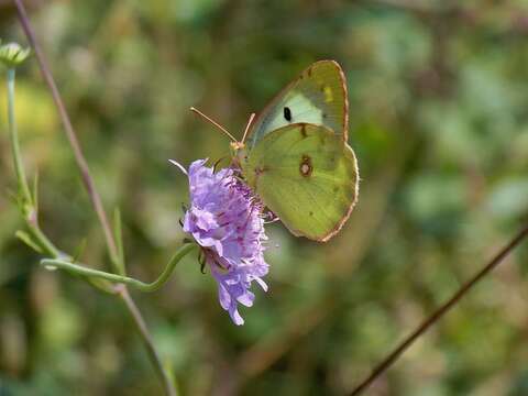 Image of bergers clouded yellow