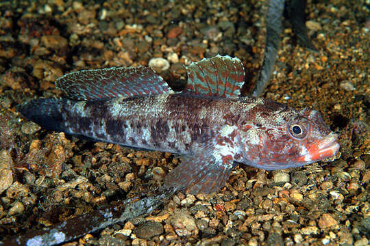 Image of Red-mouthed Goby