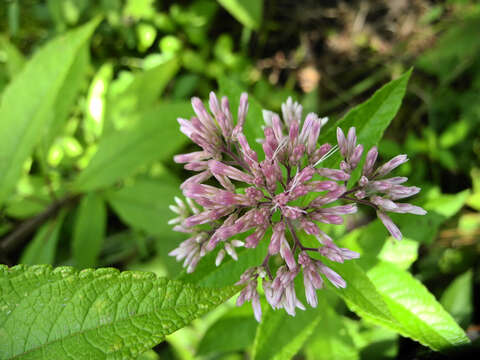 Image of queen of the meadow