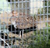 Image of Buff-crested Bustard