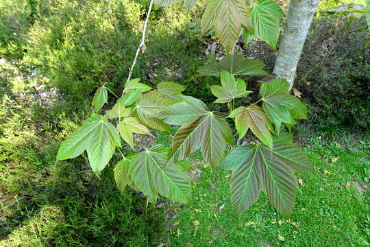 Imagem de Acer sterculiaceum Wall.