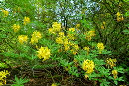 Image of Yellow Azalea