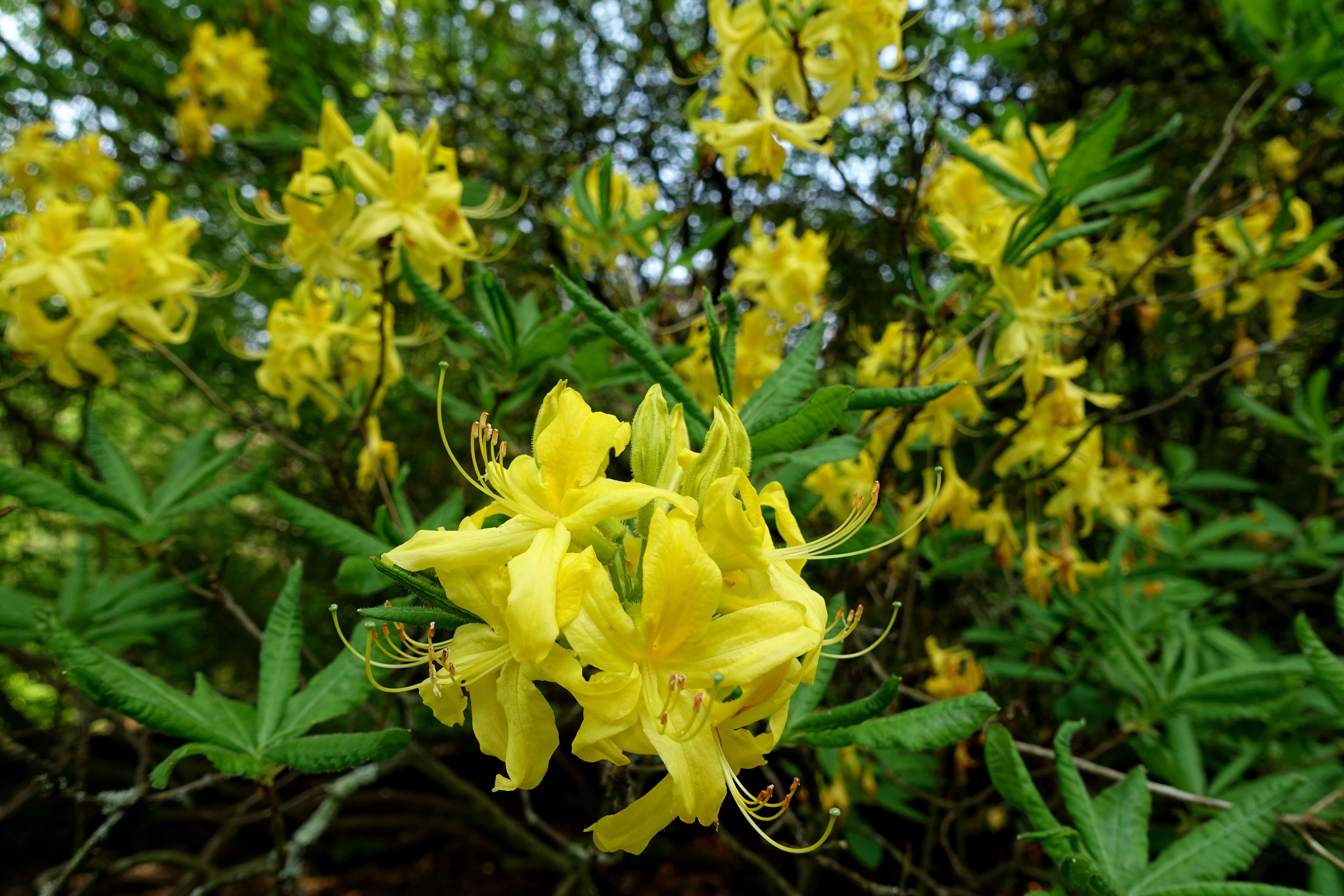 Image of Yellow Azalea