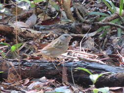 Image of Gray Bunting