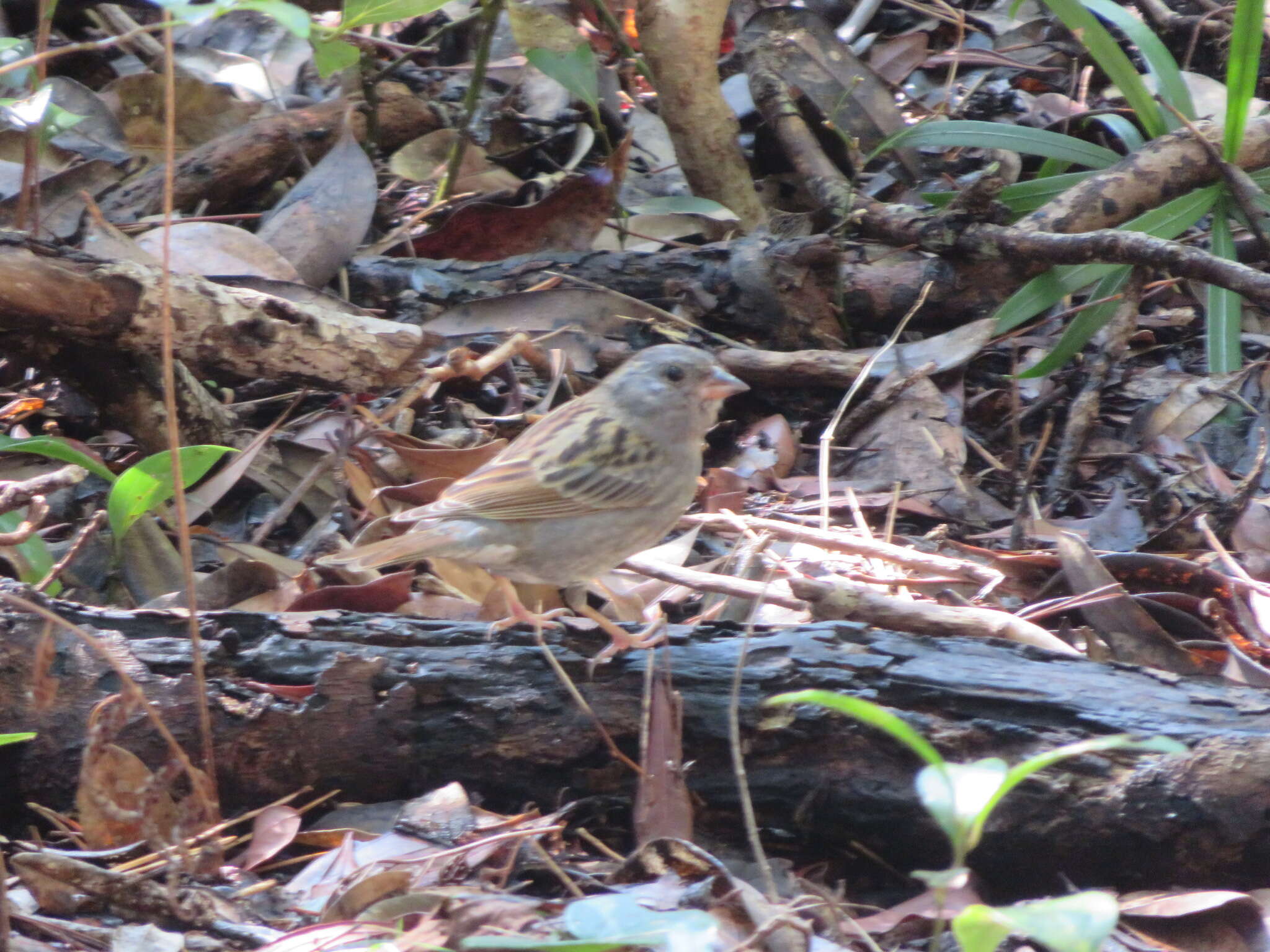 Image of Gray Bunting