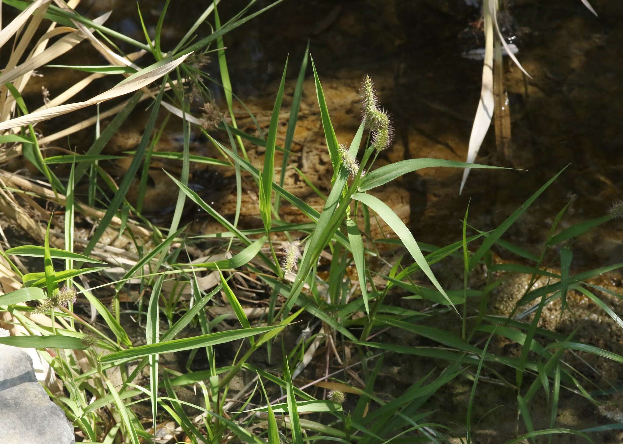 Image of bristly foxtail