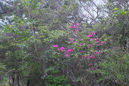 Imagem de Rhododendron sanctum var. lasiogynum Nakai ex Sugimoto