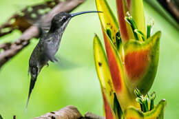 Image of White-bearded Hermit