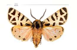 Image of Grammia Rambur 1866