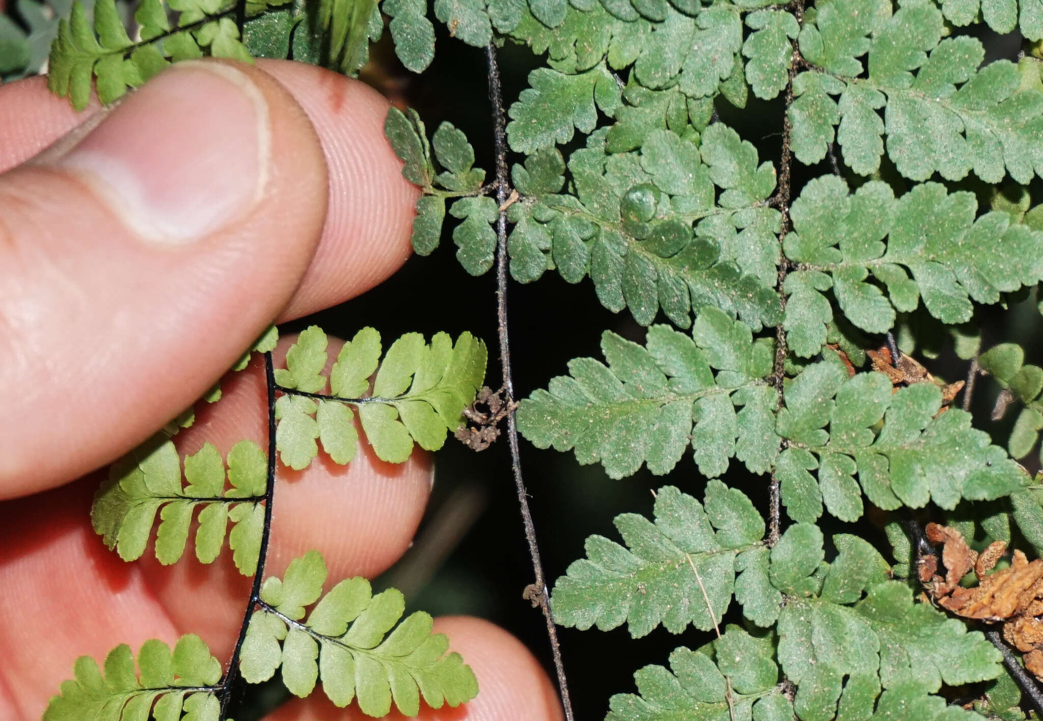 Myriopteris alabamensis (Buckley) Grusz & Windham resmi