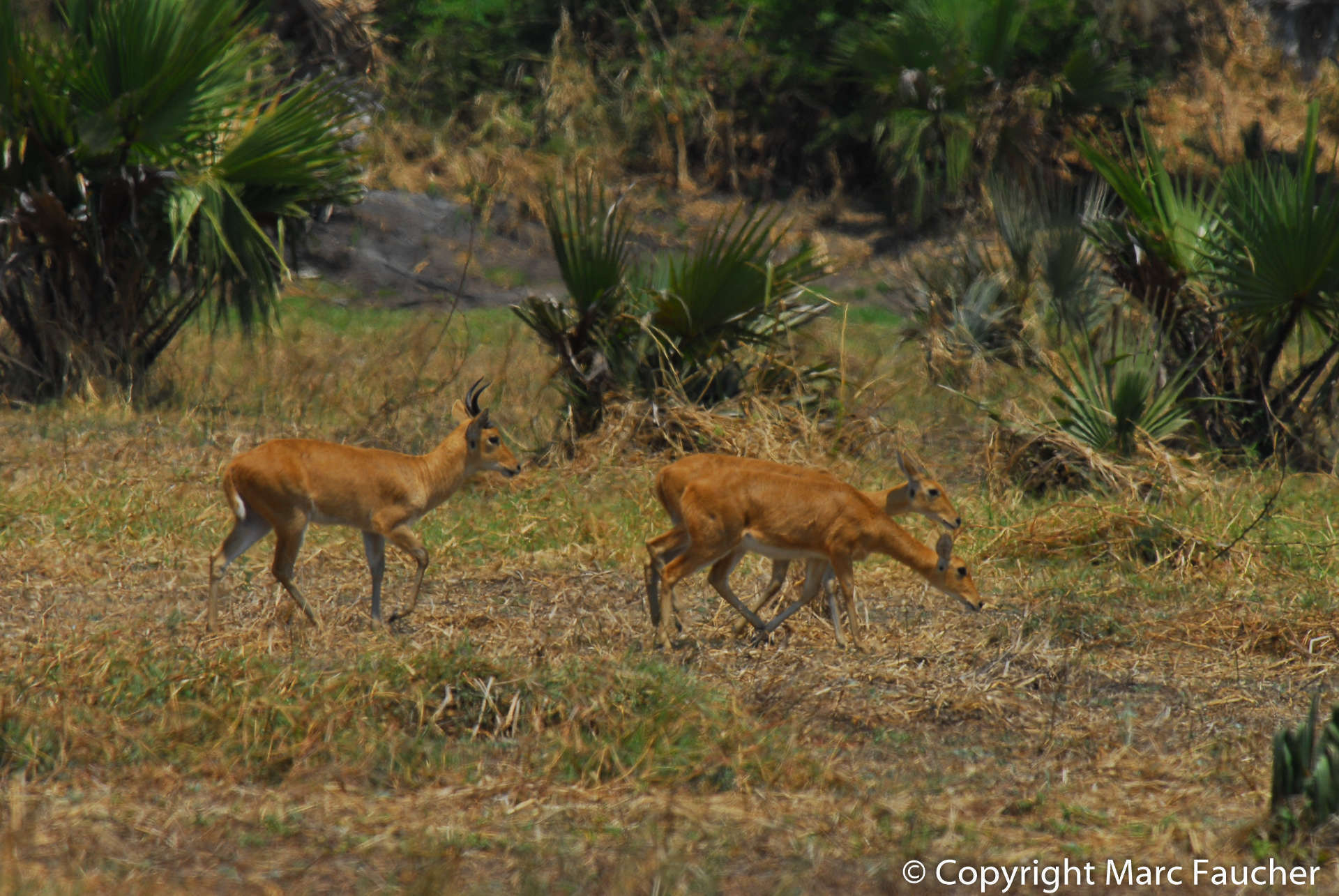 Image of Bohor Reedbuck