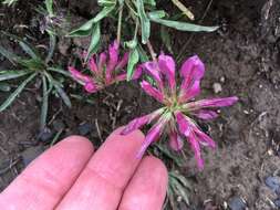 Image of alpine clover