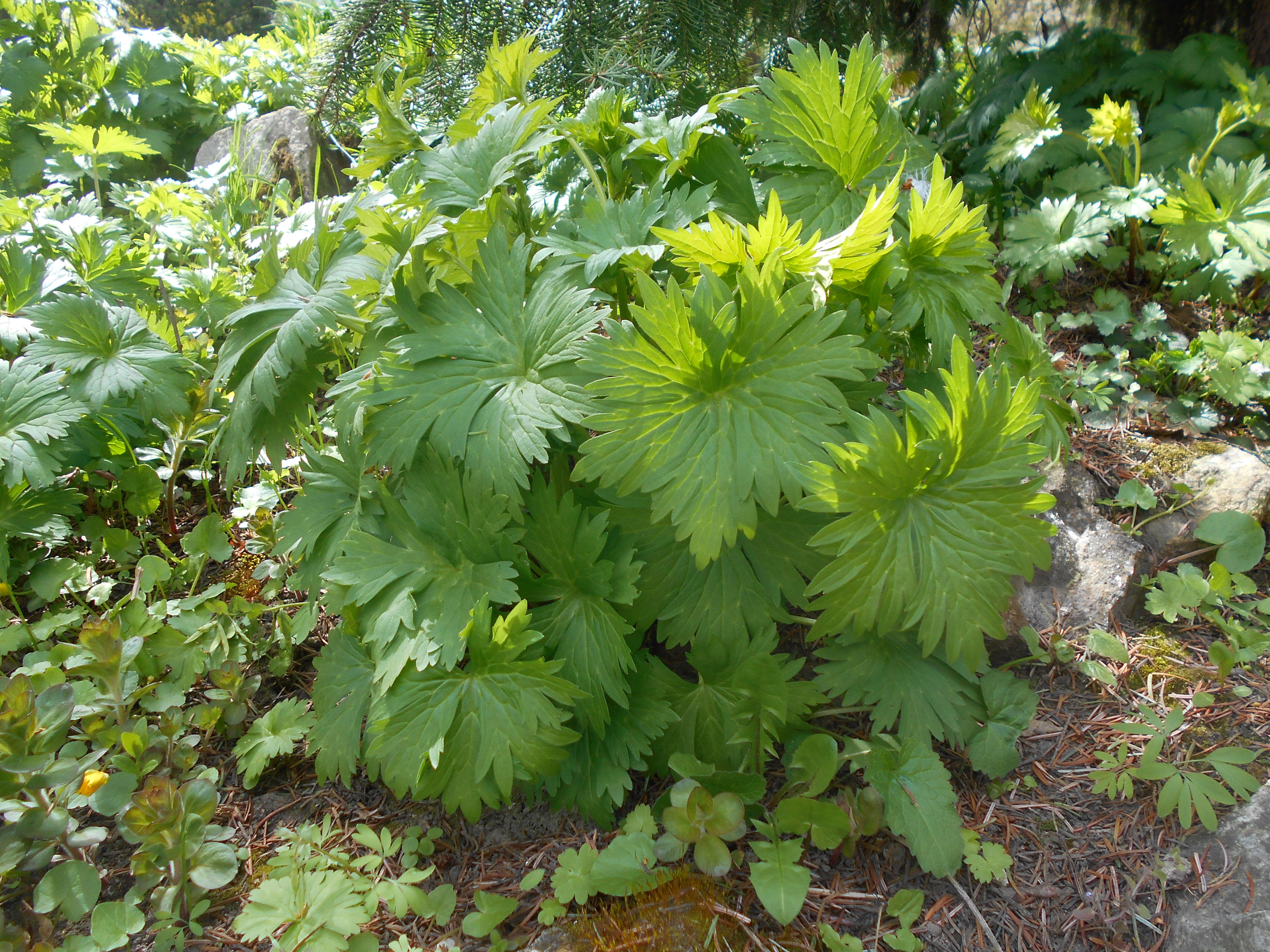 Image of monkshood