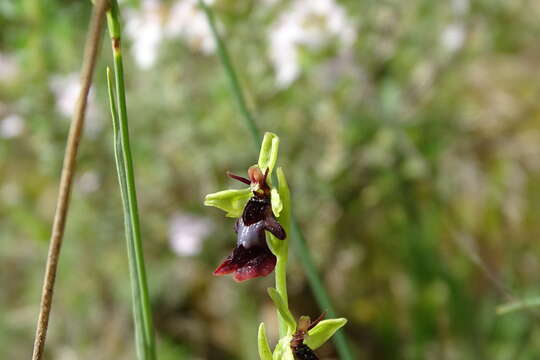 Слика од Ophrys insectifera subsp. insectifera