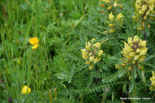 Image of Pedicularis schizocalyx (Lange) Steininger