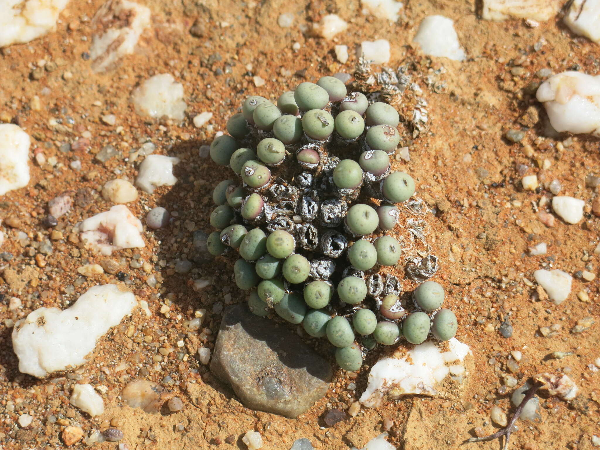 Image of Conophytum minutum var. minutum