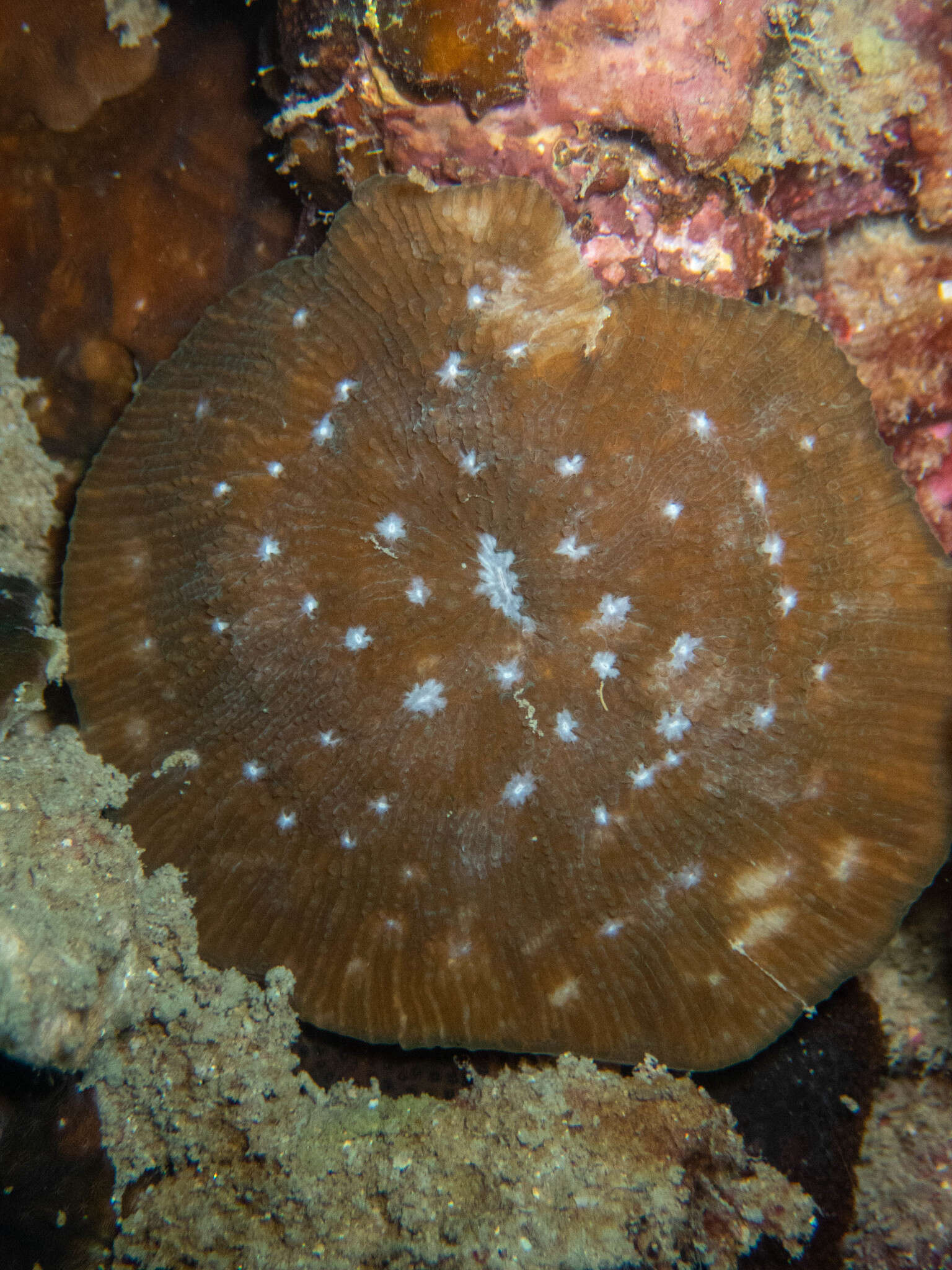 Image of bracket coral