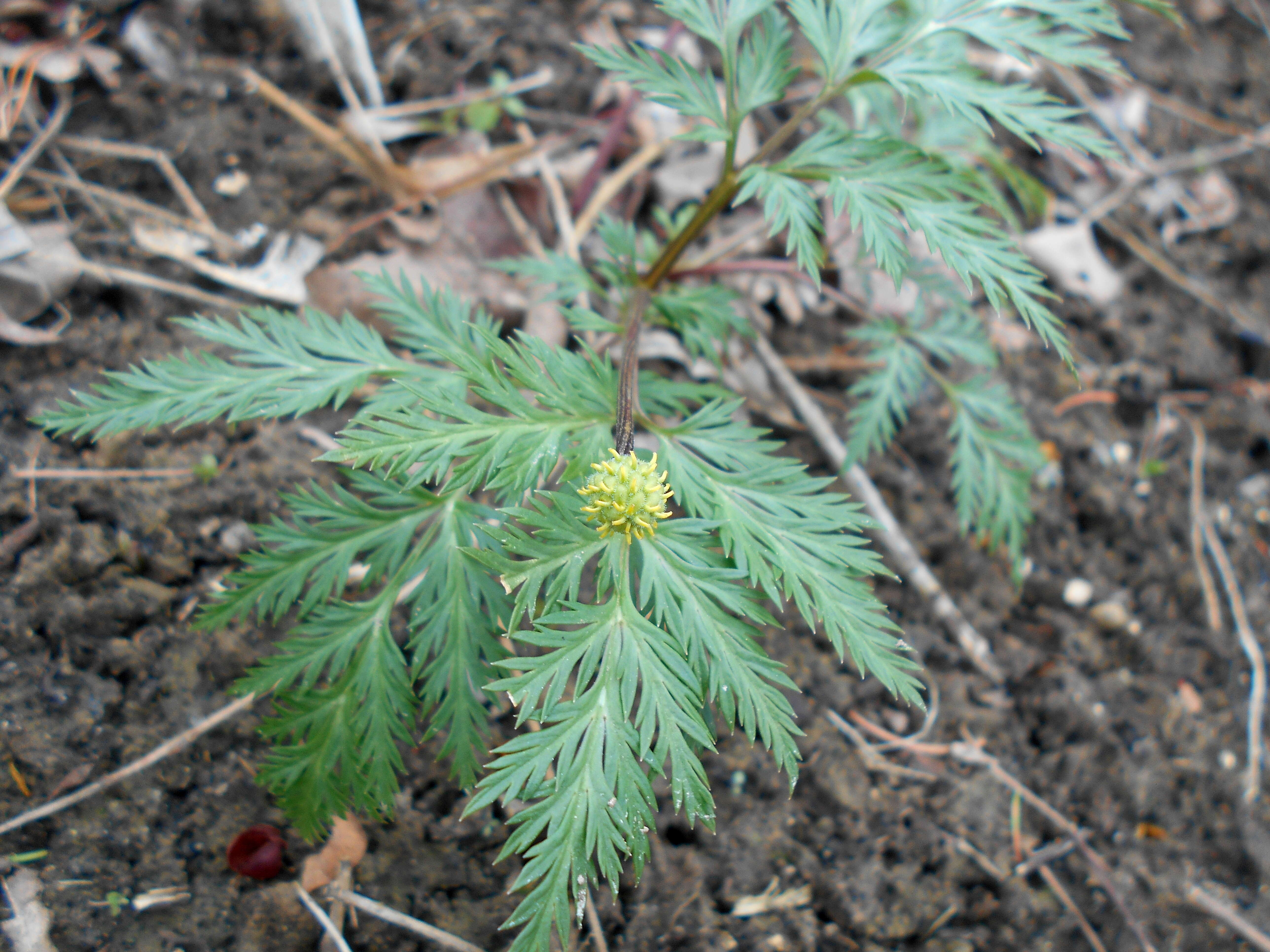 Image of Amur adonis