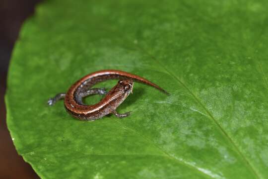 Image of Seepage Salamander