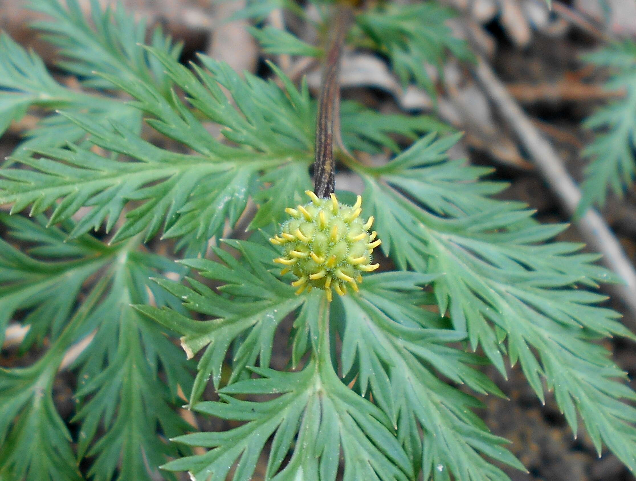 Image of Amur adonis