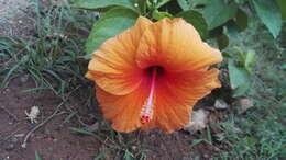 Image of halberdleaf rosemallow